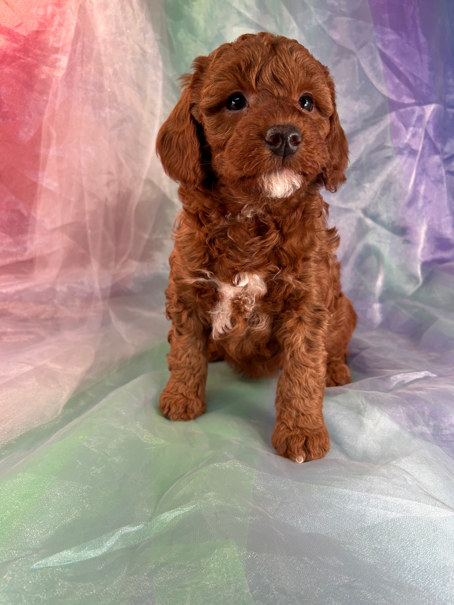 Miniature Bernedoodle Puppy for Sale in Iowa